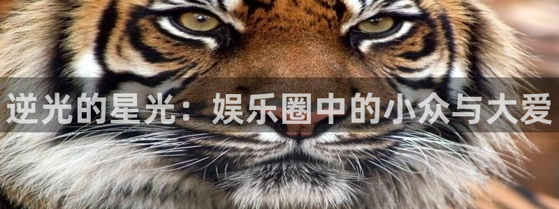 乐天天堂fun88：逆光的星光：娱乐圈中的小众与大爱